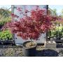 Nursery Stock Auction