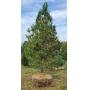 End of Season Nursery Stock Auction