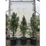 Nursery Stock - Dimmick & Sons & Cedar Ridge Nurseries