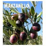 (100) Assorted Fruit Trees