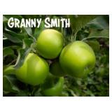 One lot of (50) Assorted Bareroot Apple Trees