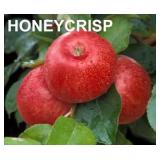 One lot of (50) Assorted Bareroot Apple Trees