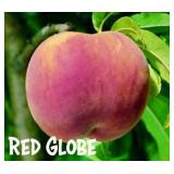 (50) Asst. Containerized Peach & Nectarine Trees