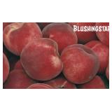 (50) Blushingstar Containerized Peach Trees
