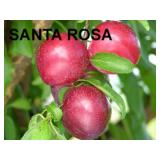 (100) Assorted Fruit Trees