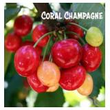 (100) Assorted Bareroot Fruit Trees