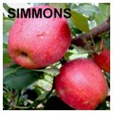 (100) Assorted Fruit Trees