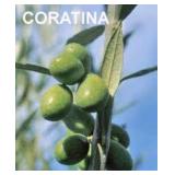 (50) Assorted Containerized Olive Trees