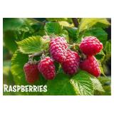 (50) Assorted Containerized Berry Plants