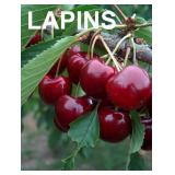 One lot of (50) Asst Bareroot Apple & Cherry Trees