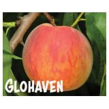 One lot of (50) Assorted Containerized Peach Trees