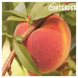 One lot of (50) Assorted Containerized Fruit Trees