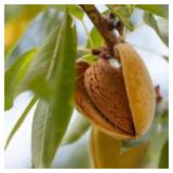 (50) All-in-One on Rootpac-R Almond Trees - Contai