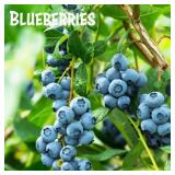 (100) Assorted Containerized Blueberry Plants
