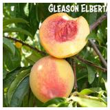 (50) Gleason Elberta Containerized Peach Trees