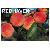 (50) Redhaven Containerized Peach Trees