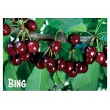 One lot of (50) Assorted Bareroot Cherry Trees
