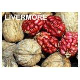 (50) Assorted Bareroot Walnut Trees