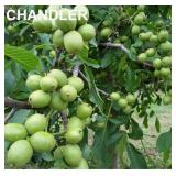 (50) Assorted Bareroot Walnut Trees