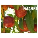 (100) Assorted Fruit Trees