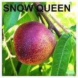 (50) Snow Queen Containerized Nectarine Trees