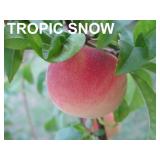 One lot of (50) Assorted Containerized Peach Trees