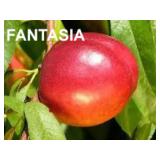(50) Fantasia Containerized Nectarine Trees