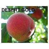 (50) Desert Gold Containerized Peach Trees