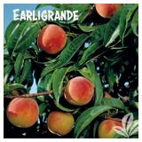 One lot of (50) Assorted Containerized Peach Trees