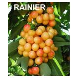 One lot of (50) Assorted Bareroot Cherry Trees