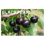 One lot of (50) Assorted Bareroot Cherry Trees