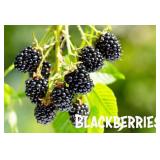 (100) Assorted Fruit Trees