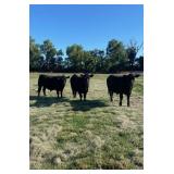 (1) Angus Steer