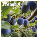 (4,000) French Prune Trees on Krymsk #86
