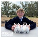 Zachary Greathouse - Rabbit