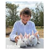 Jordan Greathouse - Rabbit