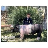 Jaxen Neugebauer - Swine