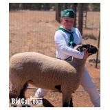 Karsyn Morris - Sheep