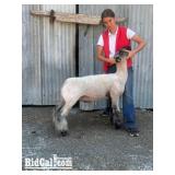 Saige Hutchison - Sheep