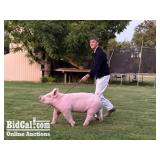 Karson Muzzy - Swine