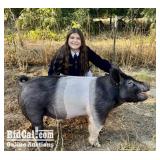 Hailey Thompson - Swine