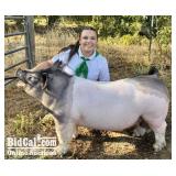 Isabella Thompson - Swine