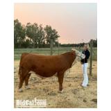 Olivia Tomlinson - Beef