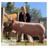 Aisha Hill - Swine