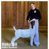 Kate Vanella - Goat