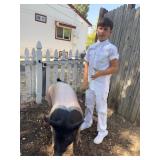 Barrett Houghton - Swine