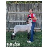 Piper Rowe - Sheep