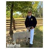 Aaron Quist - Sheep