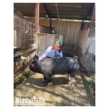 Eli Barnes - Swine