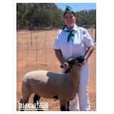 Kaelyn Morris - Sheep